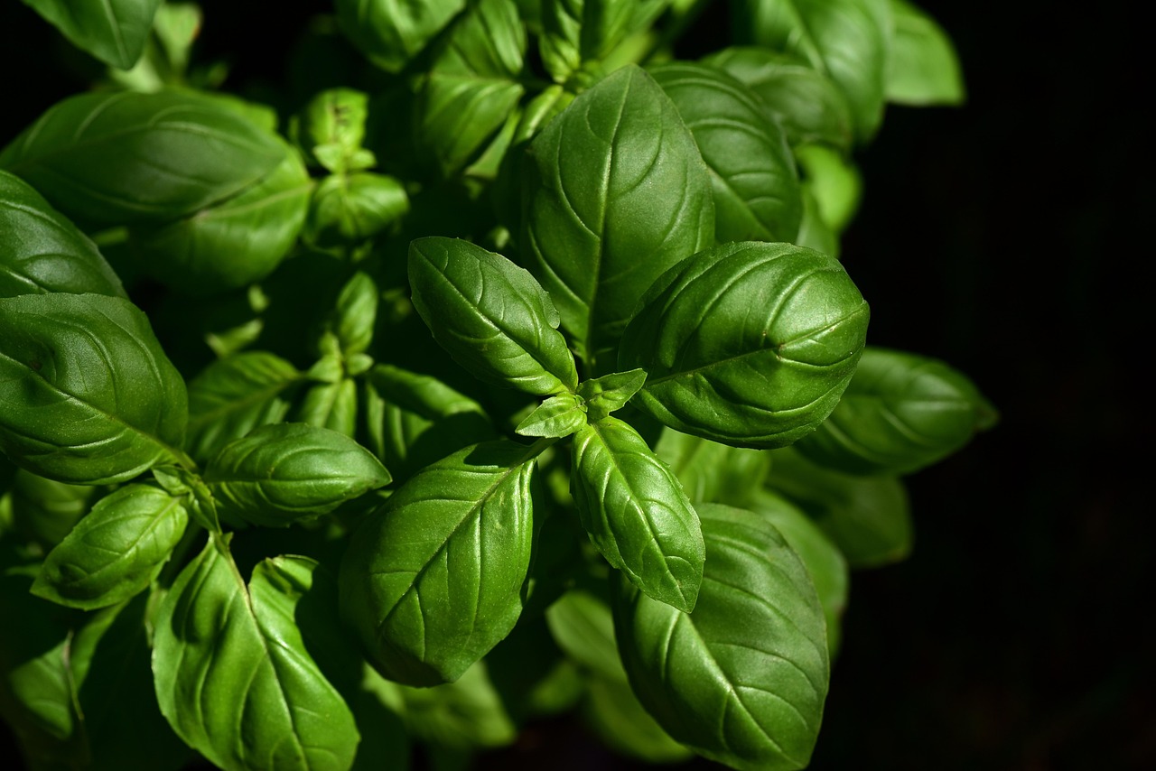 Basil growing