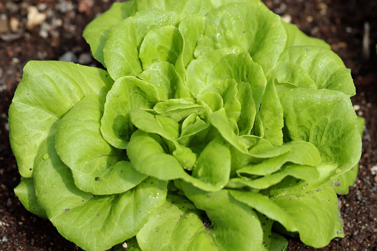 Fresh Lettuce